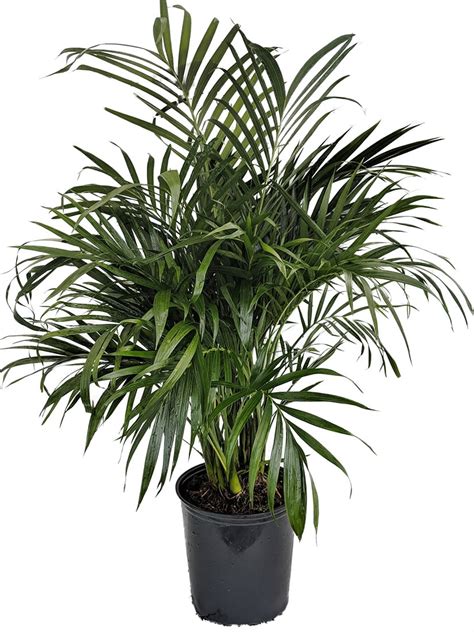 Cat palm plant. Things To Know About Cat palm plant. 